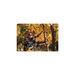 Megabite Hand Saws